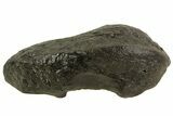 Fossil Whale Ear Bone - Miocene #69669-1